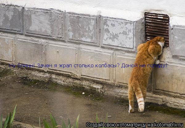 Ну блинн! Зачем я жрал столько колбасы? Домой не попаду!... Котоматрица: Ну блинн! Зачем я жрал столько колбасы? Домой не попаду!