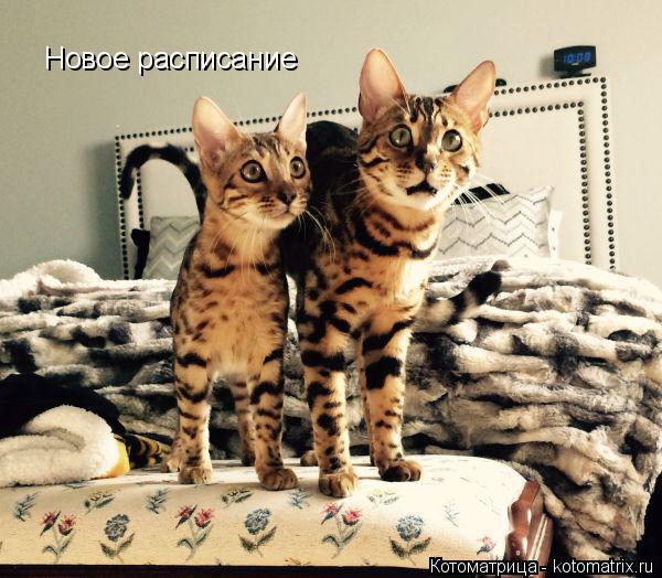 Новое расписание... Котоматрица: Новое расписание