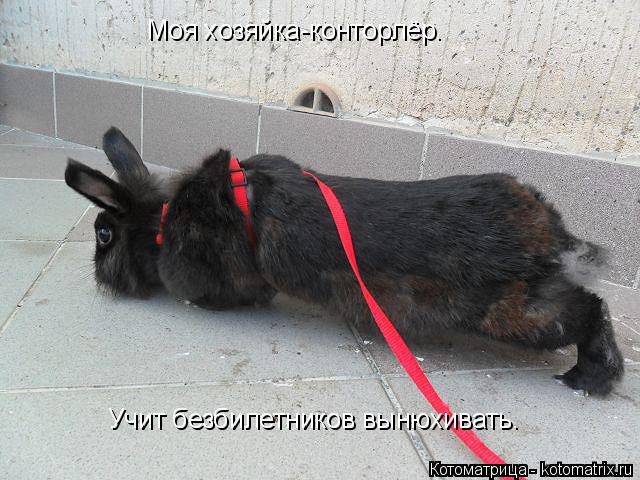 Моя хозяйка-конторлёр. Учит безбилетников вынюхивать.... Котоматрица: Моя хозяйка-конторлёр. Учит безбилетников вынюхивать.