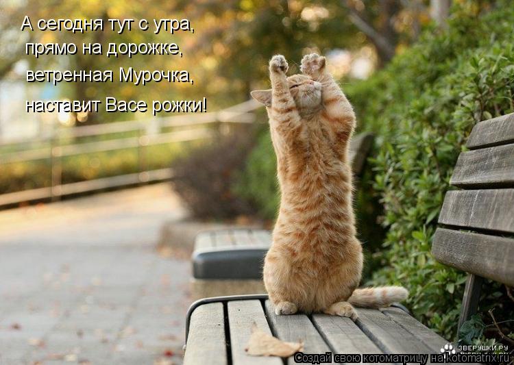 Котоматрица: А сегодня тут с утра,   прямо на дорожке, ветренная Мурочка, наставит Васе рожки!