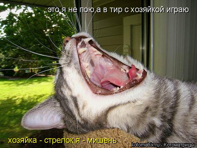 это я не пою,а в тир с хозяйкой играю хозяйка - стрелок,я - мишень... Котоматрица: это я не пою,а в тир с хозяйкой играю хозяйка - стрелок,я - мишень