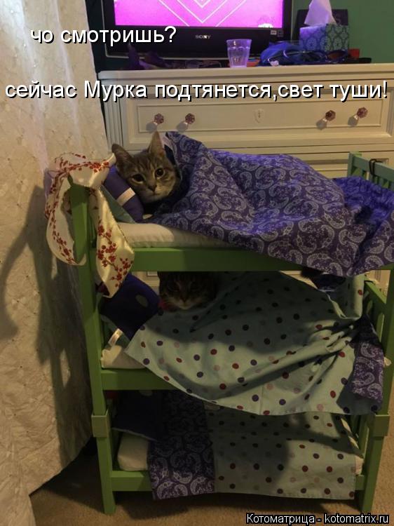 чо смотришь? сейчас Мурка подтянется,свет туши!... Котоматрица: чо смотришь? сейчас Мурка подтянется,свет туши!