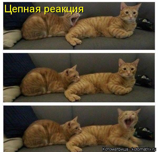 Цепная реакция... Котоматрица: Цепная реакция