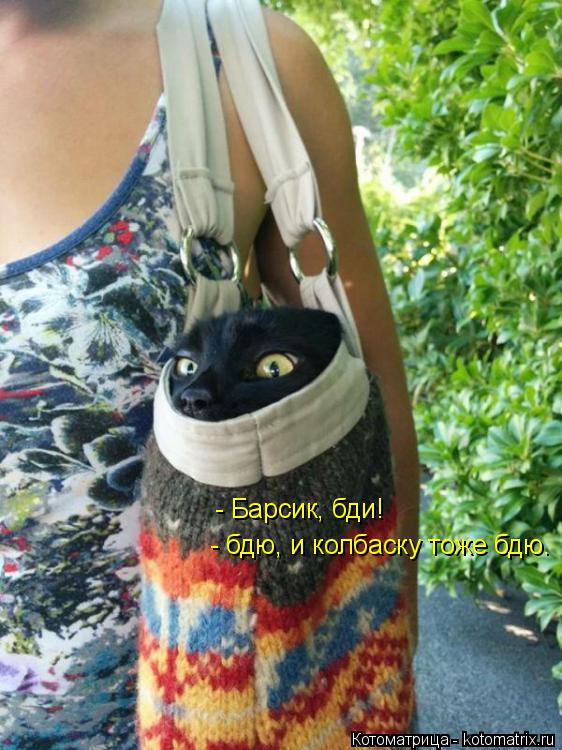 - Барсик, бди! - бдю, и колбаску тоже бдю.... Котоматрица: - Барсик, бди! - бдю, и колбаску тоже бдю.