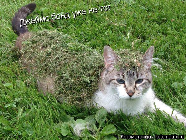 Джеймс бонд уже не тот... Котоматрица: Джеймс бонд уже не тот