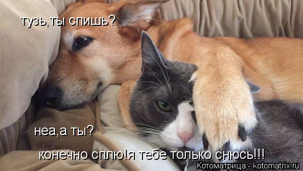 тузь,ты спишь? неа,а ты? конечно сплю!я тебе только снюсь!!!... Котоматрица: тузь,ты спишь? неа,а ты? конечно сплю!я тебе только снюсь!!!