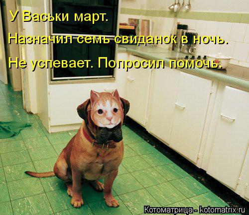 У Васьки март. Назначил семь свиданок в ночь. Не успевает. Попросил помочь.... Котоматрица: У Васьки март. Назначил семь свиданок в ночь. Не успевает. Попросил помочь.