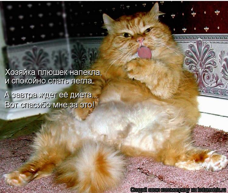 Хозяйка плюшек напекла, и спокойно спать легла. А завтра ждет её диета... Вот спасибо мне за это!... Котоматрица: Хозяйка плюшек напекла, и спокойно спать легла. А завтра ждет её диета... Вот спасибо мне за это!