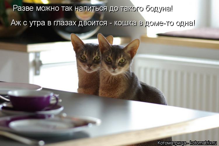 Котоматрица: Разве можно так напиться до такого бодуна!  Аж с утра в глазах двоится - кошка в доме-то одна!