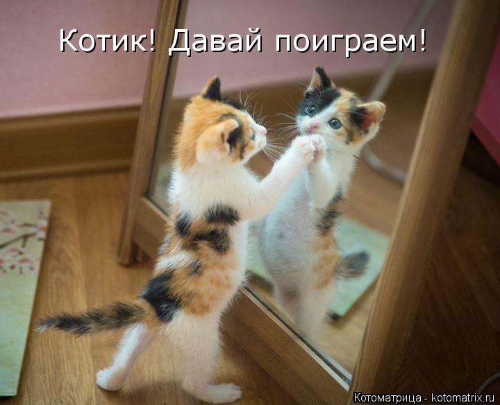 Котик! Давай поиграем!... Котоматрица: Котик! Давай поиграем!