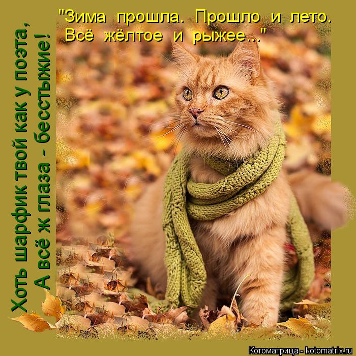 "Зима прошла. Прошло и лето. Всё жёлтое и рыжее..." Хоть шарфик твой как у поэта, А всё ж глаз... Котоматрица: "Зима прошла. Прошло и лето. Всё жёлтое и рыжее..." Хоть шарфик твой как у поэта, А всё ж глаза - бесстыжие!