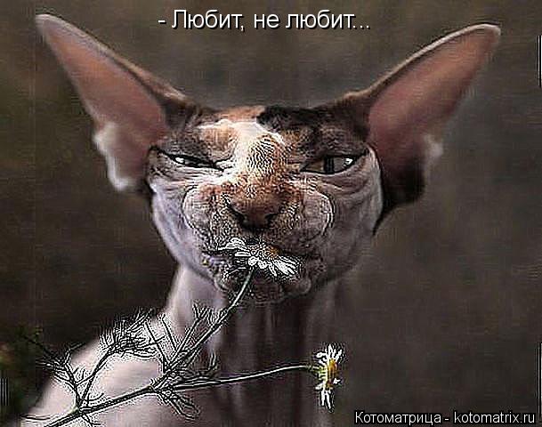 - Любит, не любит...... Котоматрица: - Любит, не любит...