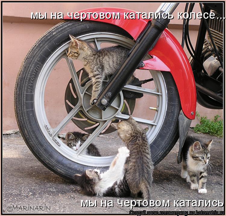 мы на чертовом катались колесе... мы на чертовом катались колесе...... Котоматрица: мы на чертовом катались колесе... мы на чертовом катались колесе...
