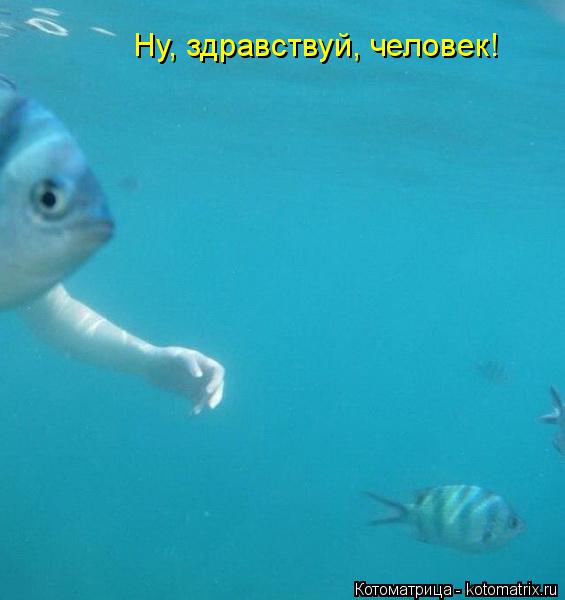 Ну, здравствуй, человек!... Котоматрица: Ну, здравствуй, человек!