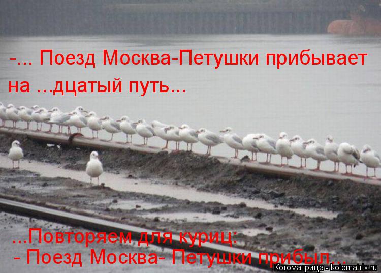 -... Поезд Москва-Петушки прибывает ...Повторяем для куриц: - Поезд Москва- Петушки прибыл... на .... Котоматрица: -... Поезд Москва-Петушки прибывает ...Повторяем для куриц: - Поезд Москва- Петушки прибыл... на ...дцатый путь...