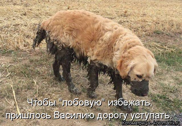 Чтобы "лобовую" избежать, пришлось Василию дорогу уступать.... Котоматрица: Чтобы "лобовую" избежать, пришлось Василию дорогу уступать.