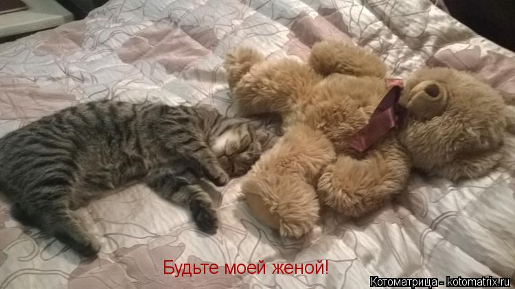 Будьте моей женой!... Котоматрица: Будьте моей женой!