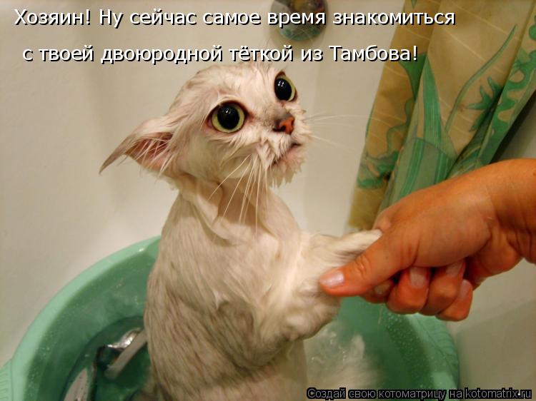 Хозяин! Ну сейчас самое время знакомиться с твоей двоюродной тёткой из Тамбова!... Котоматрица: Хозяин! Ну сейчас самое время знакомиться с твоей двоюродной тёткой из Тамбова!