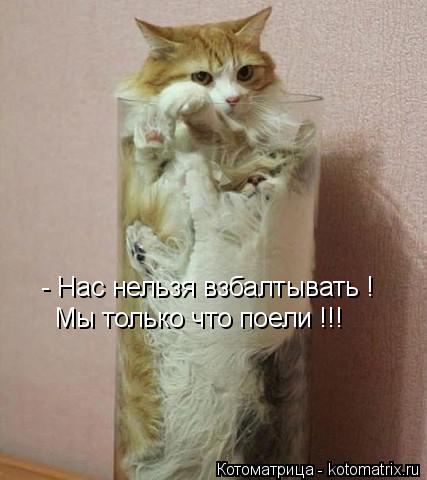 - Нас нельзя взбалтывать ! Мы только что поели !!!... Котоматрица: - Нас нельзя взбалтывать ! Мы только что поели !!!