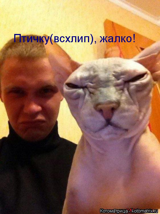Птичку(всхлип), жалко!... Котоматрица: Птичку(всхлип), жалко!