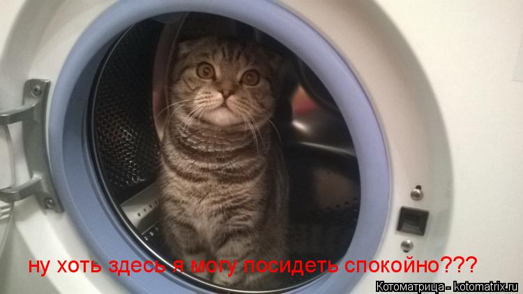 ну хоть здесь я могу посидеть спокойно???... Котоматрица: ну хоть здесь я могу посидеть спокойно???