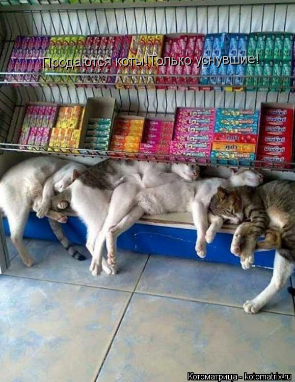 Котоматрица: Продаются коты!Только уснувшие!