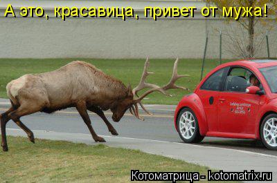 А это, красавица, привет от мужа!... Котоматрица: А это, красавица, привет от мужа!