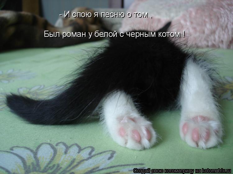 - И спою я песню о том , Был роман у белой с черным котом !... Котоматрица: - И спою я песню о том , Был роман у белой с черным котом !