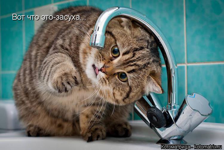 Вот что это-засуха...... Котоматрица: Вот что это-засуха...