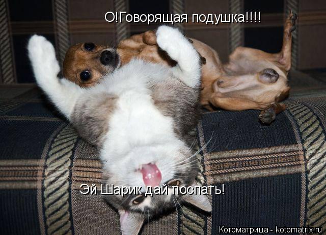 Эй Шарик дай поспать! О!Говорящая подушка!!!!... Котоматрица: Эй Шарик дай поспать! О!Говорящая подушка!!!!