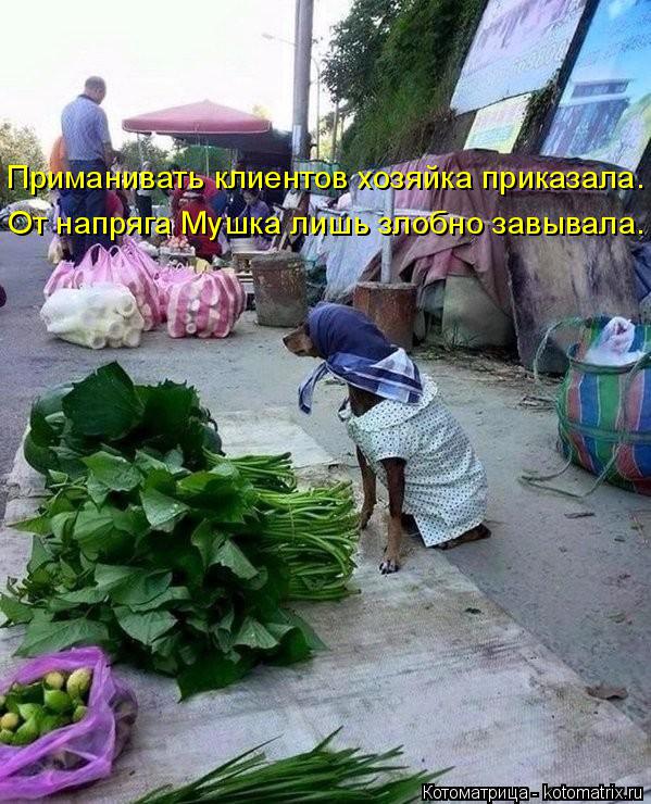 Приманивать клиентов хозяйка приказала. От напряга Мушка лишь злобно завывала.... Котоматрица: Приманивать клиентов хозяйка приказала. От напряга Мушка лишь злобно завывала.