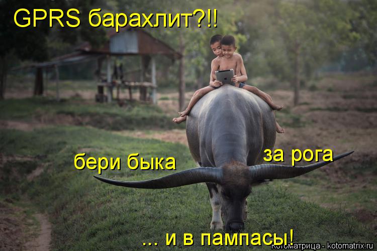 GPRS барахлит?!! бери быка за рога ... и в пампасы!... Котоматрица: GPRS барахлит?!! бери быка за рога ... и в пампасы!