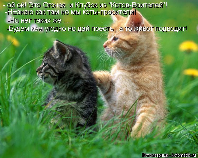 - ой ой! Это Огонек и Клубок из "Котов-Воителей"! -НЕзнаю как там но мы коты-просители! -Но нет таки... Котоматрица: - ой ой! Это Огонек и Клубок из "Котов-Воителей"! -НЕзнаю как там но мы коты-просители! -Но нет таких же ... -Будем кем угодно но дай поесть , а то ж