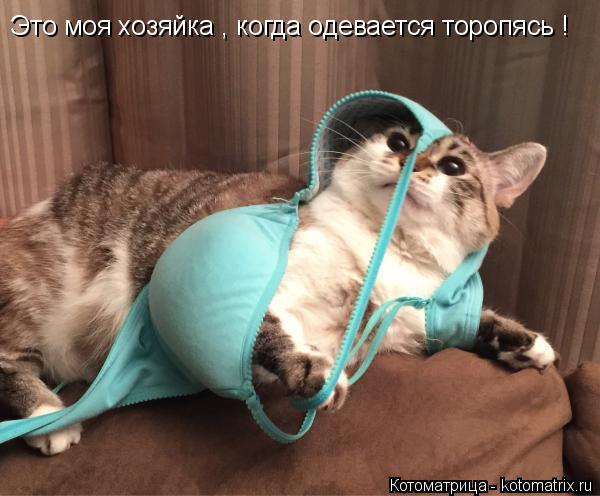 Это моя хозяйка , когда одевается торопясь !... Котоматрица: Это моя хозяйка , когда одевается торопясь !