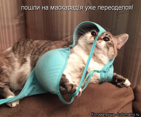 пошли на маскарад!я уже переоделся!... Котоматрица: пошли на маскарад!я уже переоделся!