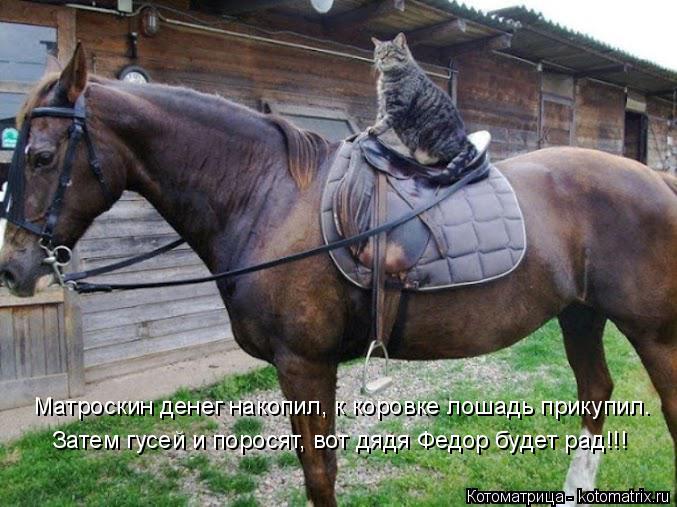 Матроскин денег накопил, к коровке лошадь прикупил. Затем гусей и поросят, вот дядя Федор будет рад!!... Котоматрица: Матроскин денег накопил, к коровке лошадь прикупил. Затем гусей и поросят, вот дядя Федор будет рад!!!