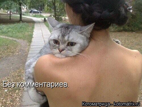 Без комментариев.... Котоматрица: Без комментариев.