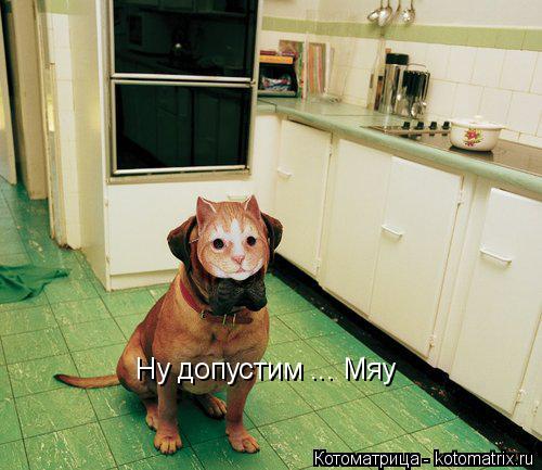 Ну допустим ... Мяу... Котоматрица: Ну допустим ... Мяу