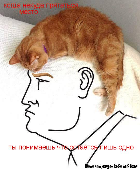 когда некуда прятаться ты понимаешь что остаётся лишь одно место... Котоматрица: когда некуда прятаться ты понимаешь что остаётся лишь одно место