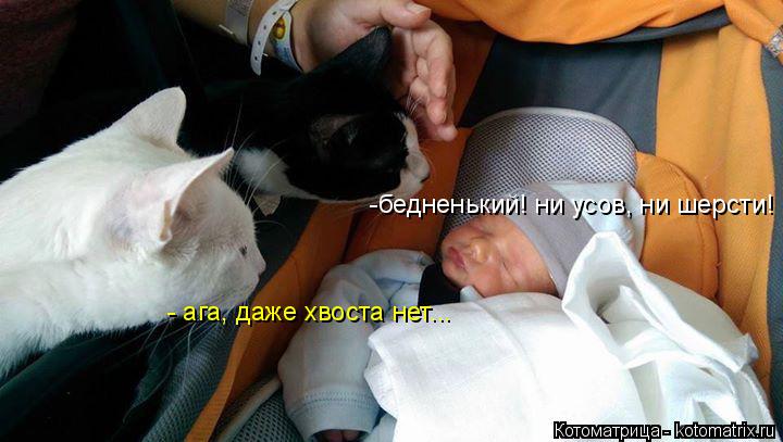 -бедненький! ни усов, ни шерсти! - ага, даже хвоста нет...... Котоматрица: -бедненький! ни усов, ни шерсти! - ага, даже хвоста нет...