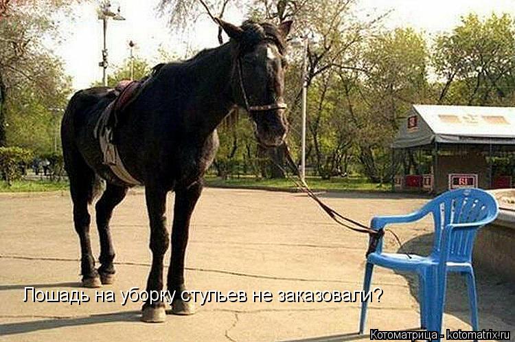 Лошадь на уборку стульев не заказовали?... Котоматрица: Лошадь на уборку стульев не заказовали?