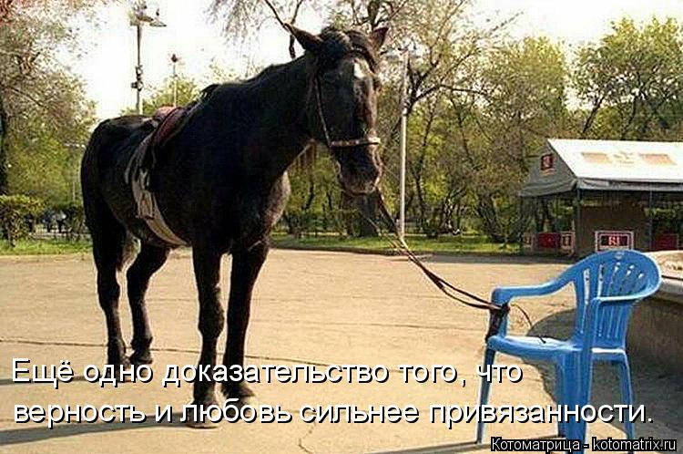 Ещё одно доказательство того, что верность и любовь сильнее привязанности.... Котоматрица: Ещё одно доказательство того, что верность и любовь сильнее привязанности.