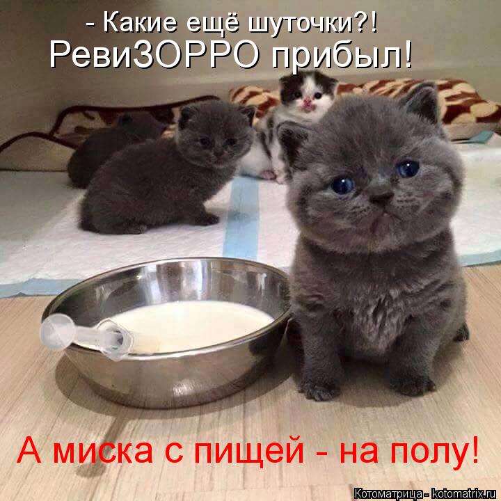 - Какие ещё шуточки?! А миска с пищей - на полу! РевиЗОРРО прибыл!... Котоматрица: - Какие ещё шуточки?! А миска с пищей - на полу! РевиЗОРРО прибыл!