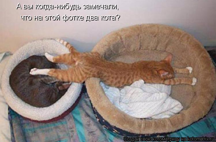 А вы когда-нибудь замечали, что на этой фотке два кота?... Котоматрица: А вы когда-нибудь замечали, что на этой фотке два кота?