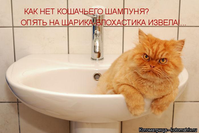 КАК НЕТ КОШАЧЬЕГО ШАМПУНЯ? ОПЯТЬ НА ШАРИКА-БЛОХАСТИКА ИЗВЕЛА!...... Котоматрица: КАК НЕТ КОШАЧЬЕГО ШАМПУНЯ? ОПЯТЬ НА ШАРИКА-БЛОХАСТИКА ИЗВЕЛА!...