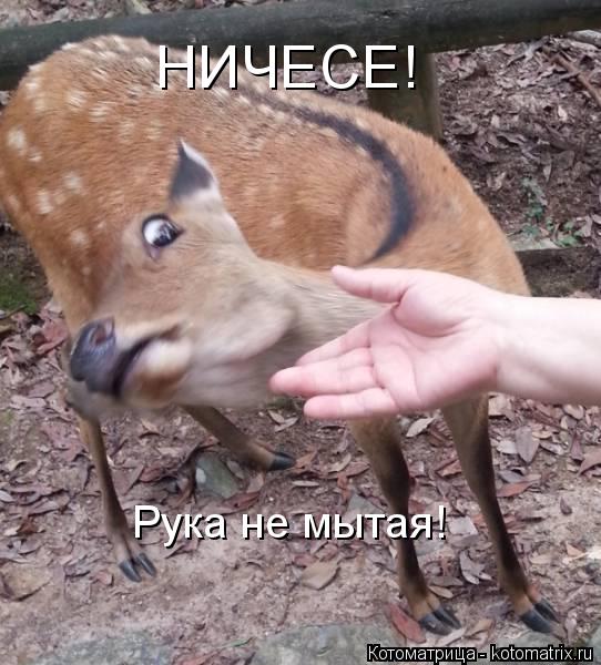 Рука не мытая! НИЧЕСЕ!... Котоматрица: Рука не мытая! НИЧЕСЕ!