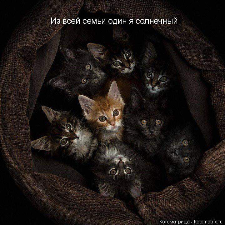 Из всей семьи один я солнечный... Котоматрица: Из всей семьи один я солнечный