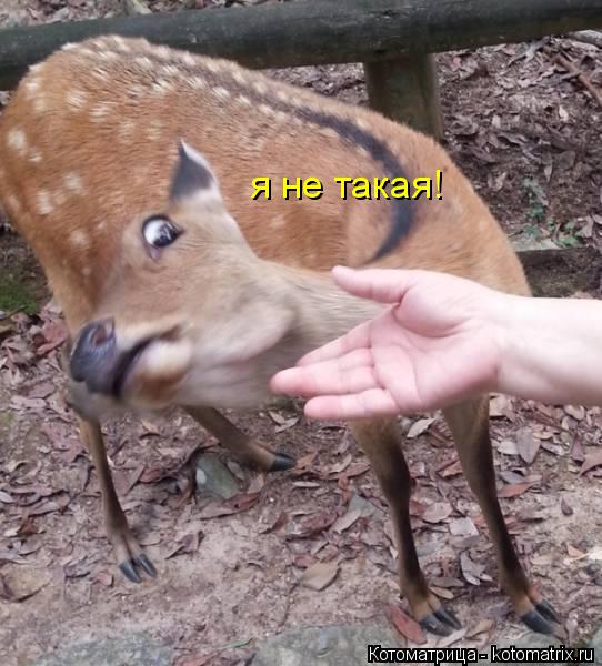 я не такая!... Котоматрица: я не такая!