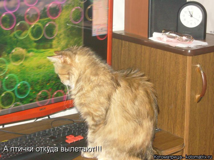А птички откуда вылетают!!!... Котоматрица: А птички откуда вылетают!!!
