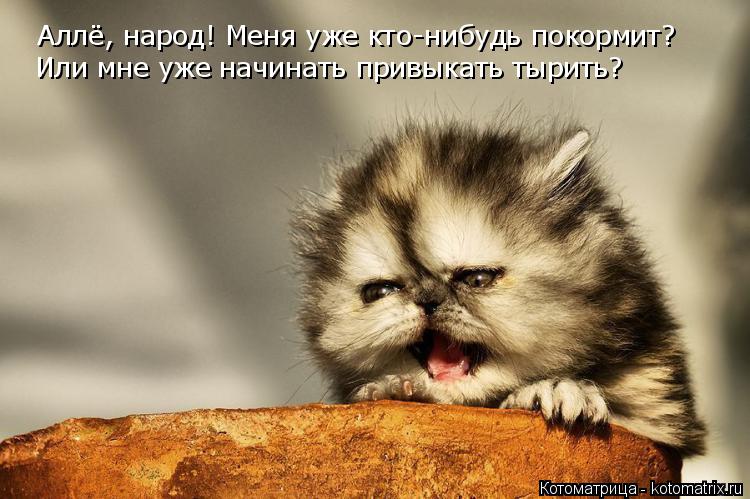 Аллё, народ! Меня уже кто-нибудь покормит? Или мне уже начинать привыкать тырить?... Котоматрица: Аллё, народ! Меня уже кто-нибудь покормит? Или мне уже начинать привыкать тырить?